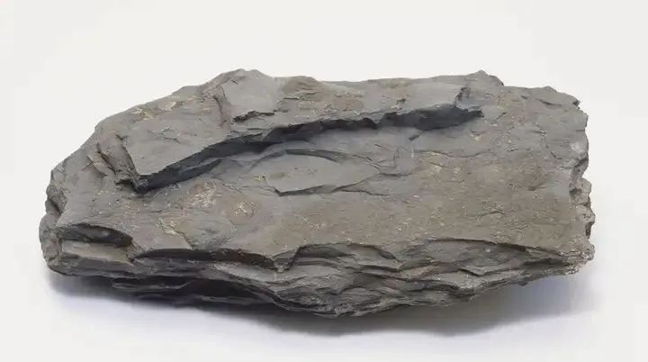 新品登場 | 頁巖石樺奴，獨家一比一復(fù)刻伯吉斯頁巖